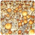 Псилоцибиновые (галлюциногенные) грибы в Касимове Psilocybin "Golden Teacher" Псилоцибиновые (галлюциногенные) грибы в Касимове Psilocybin "Golden Teacher"