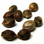 Семена марихуаны АК-47  (Seeds AK-47) в Касимове